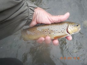 4-2021006$ As evidenced by the foggy picture and the wet rain gear, I did a good bit of fishing in the rain on Spring Creek. I'm not complaining though. The fish were...
